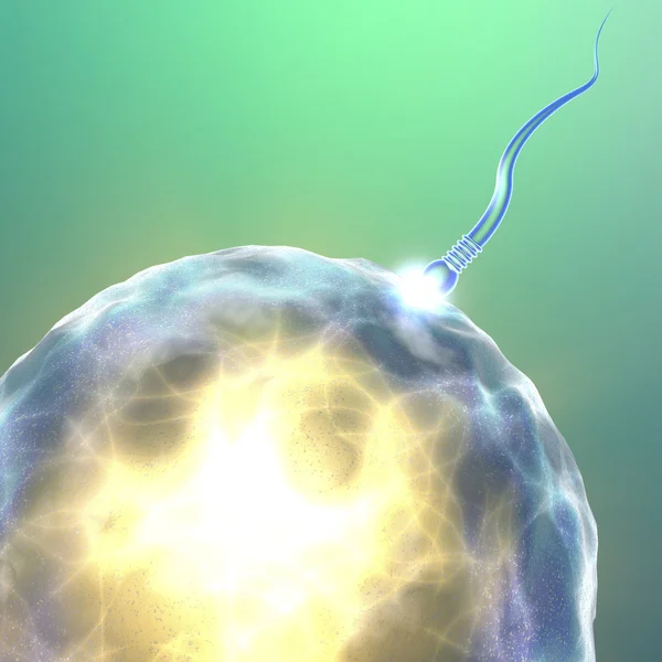 Сперматозоиды яйцеклетки — стоковое фото