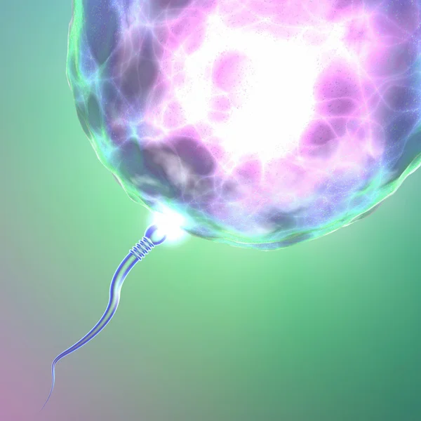 Fertilization sperm with ovum spermatozoon — Stock Photo, Image