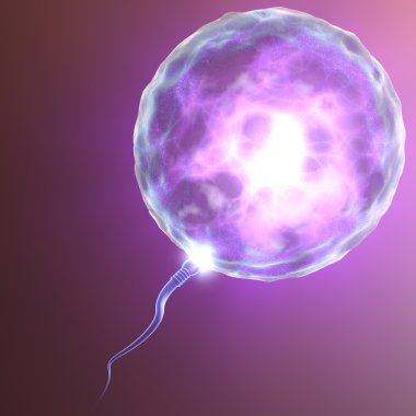 fertilizasyon sperm ile yumurta spermatozoon