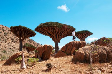 Sokotra, Yemen, Orta Doğu: Dragon kan ağaçları orman Homhil Yaylası Sokotra Adası üzerinde Unesco Dünya Mirası biyoçeşitliliği için 2008 yılından bu yana korumalı alanda nefes kesici manzara bir kayada bir seyahat rehberi