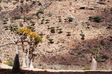 Sokotra, Yemen: şişe ağaçlarda bloom ve Dragon kan ağaçları orman Homhil Yaylası Sokotra Adası, UNESCO Dünya Miras Listesi 2008 yılından bu yana ve benzersiz biyolojik çeşitlilik merkezi korumalı alan Ejderha kanı ağaçlarda