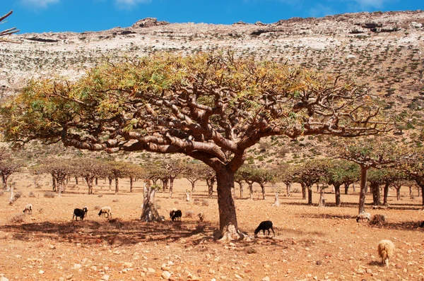 Socotra, Yemen, Middle East: goats in the breathtaking landscape of the Dragon Blood trees forest in the protected area of the Homhil Plateau on the island of Socotra, Unesco world heritage site since 2008 for its biodiversity — Stock Photo, Image