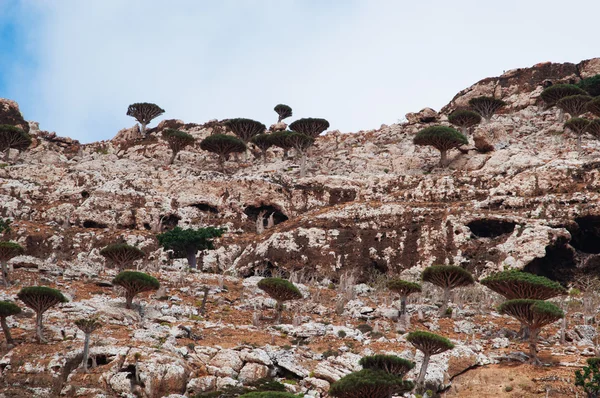 Сокотра, Йемен, Ближний Восток: Драгон Кровавые деревья, растущие на скале в захватывающем ландшафте леса Драгон Кровавые деревья в охраняемой зоне плато Хомхил на острове Сокотра, объект всемирного наследия ЮНЕСКО с 2008 года — стоковое фото