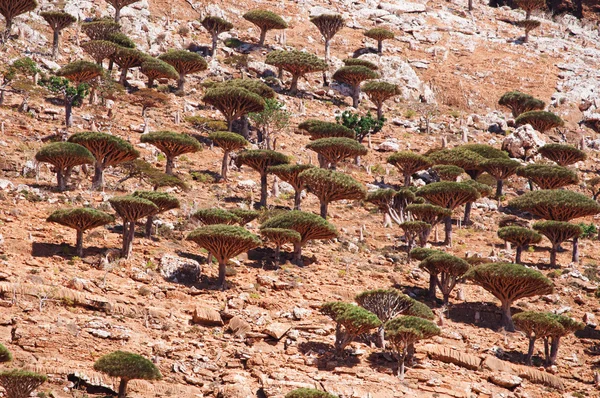 Socotra, Yemen, Oriente Medio: vista panorámica del impresionante paisaje del bosque de árboles de sangre Dragón en el área protegida de la meseta de Homhil en la isla de Socotra, patrimonio mundial de la Unesco desde 2008 por su biodiversidad — Foto de Stock