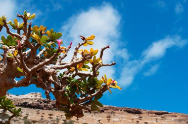 Sokotra, Yemen: çiçekli Dendrosicyos socotranus, salatalık ağaç, ağaç formunda, Homhil Yaylası Dragon kan ağaçları orman gördüm büyümeye şişe ağaç, adanın endemik türler, kabakgiller tek tür olarak bilinen