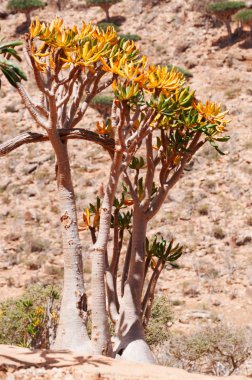 Sokotra, Yemen: çiçekli Dendrosicyos socotranus, salatalık ağaç, ağaç formunda, Homhil Yaylası Dragon kan ağaçları orman gördüm büyümeye şişe ağaç, adanın endemik türler, kabakgiller tek tür olarak bilinen
