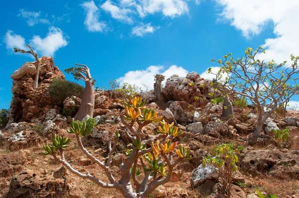 Socotra, Йемен: цветущий Dendrosicyos socotranus, огуречное дерево, известное как бутылочное дерево, эндемичные виды острова, единственный вид в Cucurbitaceae, растущий в виде дерева, замеченный в лесу Крови Дракона на плато Гомил — стоковое фото