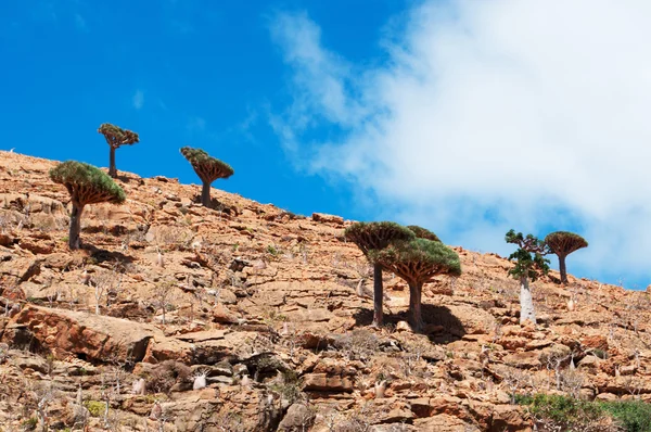 Сокотра, Йемен, Ближний Восток: панорамный вид захватывающего ландшафта леса Драгон Кровавые деревья в охраняемой зоне плато Хомхил на острове Сокотра, объекта всемирного наследия ЮНЕСКО с 2008 года за его биоразнообразие — стоковое фото