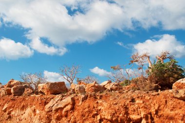 Sokotra, Yemen, Orta Doğu: Dendrosicyos socotranus, salatalık ağaç, şişe ağacı, endemik türler adanın Homhil Plato Dragon kan ağaçlar ormandaki bir ağaç formunda büyümeye kabakgiller tek tür olarak bilinen çiçekli