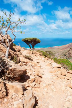 Socotra, Yemen, Middle East: flowering Dendrosicyos socotranus, known as bottle tree, and Dragon Blood trees, endemic species of the island, seen in the Dragon Blood trees forest of the Homhil Plateau with view of the Arabian Sea clipart
