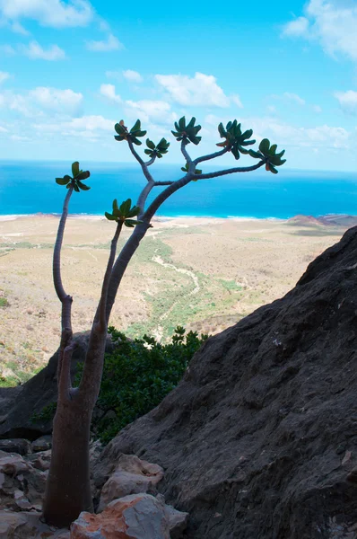 Socotra, 예멘, 중동: 병 나무와 아라비아 해는 Socotra의 섬에 품질 표 동굴에 경로에서 본 아름 다운 풍경 고유종의 높은 숫자와 독특한 생물 다양성의 센터 — 스톡 사진