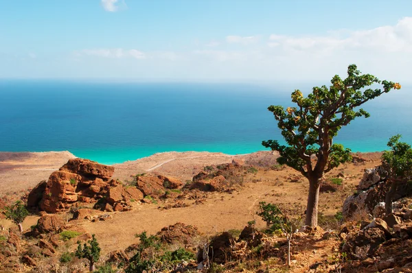 Socotra, 예멘, 중동: 병 나무와 아라비아 해는 Socotra의 섬에 품질 표 동굴에 경로에서 본 아름 다운 풍경 고유종의 높은 숫자와 독특한 생물 다양성의 센터 — 스톡 사진