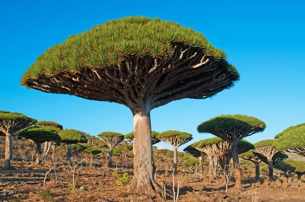 Socotra, Yemen, Middle East: panoramic view of the Dragon Blood trees forest in the protected area of the Dixam Plateau in the center part of the island of Socotra, Unesco world heritage site since 2008 — Stock Photo, Image
