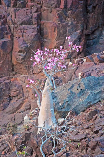 Socotra, Йемен: цветущий Dendrosicyos socotranus, огуречное дерево, известное как бутылочное дерево, эндемичный вид острова, единственный вид в Cucurbitaceae, растущий в виде дерева, в оазисе Дирхур, охраняемая территория плато Диксам — стоковое фото