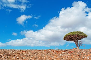 Sokotra, Yemen, Orta Doğu: nefes kesici manzara ve Dixam Yaylası, adada, UNESCO Dünya Miras Listesi 2008, çok sayıda endemik türler ve benzersiz biyolojik çeşitlilik merkezi ev sahipliği koruma alanı giden yolda bir ejderha kanı ağaç 
