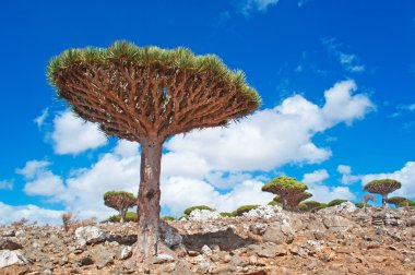 Sokotra, Yemen, Orta Doğu: nefes kesen manzarası ve bir ejderha kanı ağaçları orman Dixam Yaylası, korumalı alan adada, UNESCO Dünya Miras Listesi 2008 yılından bu yana giden yolda