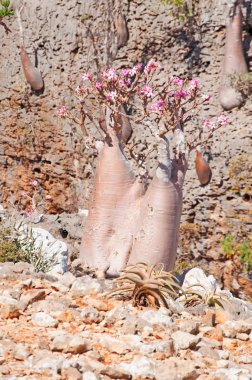 Socotra, Yemen, Middle East: flowering Dendrosicyos socotranus, cucumber tree, known as bottle tree, endemic species of the island, the only species in the Cucurbitaceae to grow in a tree form, in the Dragon Blood trees forest of the Homhil Plateau clipart