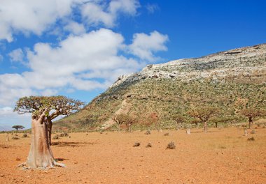 Sokotra, Yemen, Orta Doğu: Dendrosicyos socotranus, salatalık ağaç, şişe ağacı, endemik türler adanın Homhil Plato Dragon kan ağaçlar ormandaki bir ağaç formunda büyümeye kabakgiller tek tür olarak bilinen çiçekli