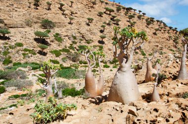 Sokotra, Yemen, Orta Doğu: Dendrosicyos socotranus, salatalık ağaç, şişe ağacı, endemik türler adanın Homhil Plato Dragon kan ağaçlar ormandaki bir ağaç formunda büyümeye kabakgiller tek tür olarak bilinen çiçekli