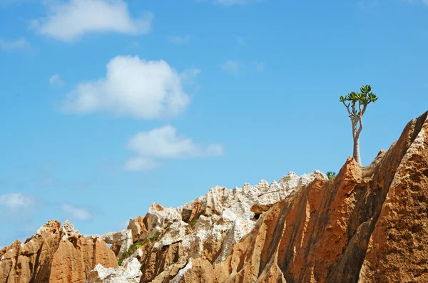 Socotra, Йемен, Ближний Восток: цветущий Dendrosicyos socotranus, огуречное дерево, известное как бутылочное дерево, эндемичные виды острова, единственный вид в Cucurbitaceae расти в виде дерева, в лесу Dragon Blood деревьев Гомильского плато — стоковое фото
