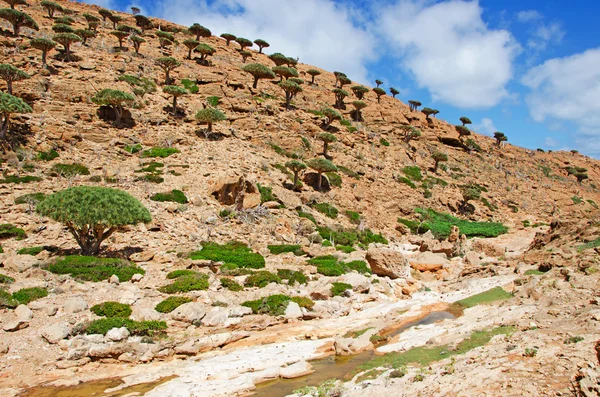 Socotra, Iêmen, Oriente Médio: vista panorâmica da paisagem deslumbrante da floresta das árvores de sangue do dragão na área protegida do Planalto Homhil na ilha de Socotra, Patrimônio Mundial da Unesco desde 2008 por sua biodiversidade — Fotografia de Stock