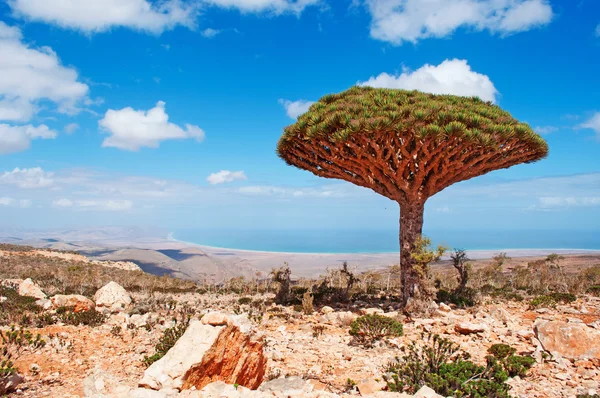 Sokotra, Jemen, Naher Osten: ein Drachenblutbaum mit Überblick über das arabische Meer auf der Insel, die Heimat zahlreicher endemischer Arten und Zentrum einzigartiger Biodiversität ist — Stockfoto