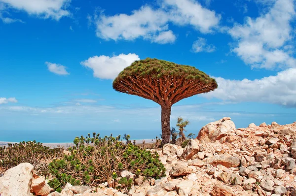 Socotra, 예멘, 중동: 용 피 나무는 섬에 아라비아해의 개요와 고유종의 높은 숫자와 독특한 생물 다양성의 센터 — 스톡 사진