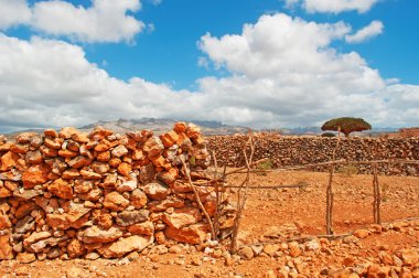 Sokotra, Yemen, Orta Doğu: Shibham Kanyon, Sokotra Adası, UNESCO Dünya Miras Listesi 2008 yılından bu yana merkezi kısmında Dixam Plato korumalı alan Ejderha kanı ağaçlar ormanında bir taş duvar