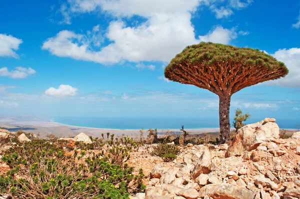 Сокотра, Йемен, Ближний Восток: кровавое дерево драгона с видом на Арабийское море на острове, который является домом для большого количества биологических видов и центром уникального биоразнообразия — стоковое фото