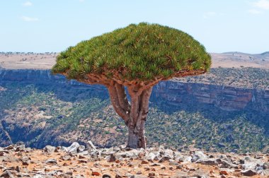 Sokotra, Yemen, Orta Doğu: Dragon kan Shibham Kanyon, Sokotra Adası, UNESCO Dünya Miras Listesi 2008 yılından bu yana merkezi kısmında Dixam Plato koruma alanı ormandaki ağaçlar.