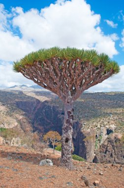 Sokotra, Yemen, Orta Doğu: Dragon kan ağaçları orman ve Shibham Kanyon, Sokotra Adası, UNESCO Dünya Miras Listesi 2008 yılından bu yana merkezi kısmında Dixam Plato koruma alanı