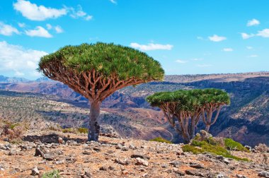Sokotra, Yemen, Orta Doğu: Dragon kan Shibham Kanyon, Sokotra Adası, UNESCO Dünya Miras Listesi 2008 yılından bu yana merkezi kısmında Dixam Plato koruma alanı ormandaki ağaçlar.