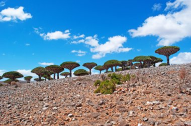 Sokotra, Yemen, Orta Doğu: Dragon kan Shibham Kanyon, Sokotra Adası, UNESCO Dünya Miras Listesi 2008 yılından bu yana merkezi kısmında Dixam Plato koruma alanı ormandaki ağaçlar.