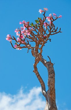 Sokotra, Yemen, Orta Doğu: şişe çiçek Dragon kan ağaçları orman Dirhur, Sokotra merkezi Dixam Plato, Unesco Dünya Mirası biyoçeşitliliği için 2008 yılından bu yana koruma alanı