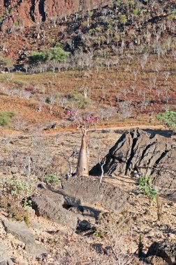 Sokotra, Yemen, Orta Doğu: şişe çiçek Dragon kan ağaçları orman Dirhur, Dixam Yaylası Sokotra Adası üzerinde Unesco Dünya Mirası biyoçeşitliliği için 2008 yılından bu yana koruma alanı