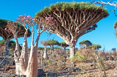 Sokotra, Yemen, orta Eas: şişe çiçek Dragon kan ağaçları orman Dirhur, Dixam Yaylası Sokotra Adası üzerinde Unesco Dünya Mirası biyoçeşitliliği için 2008 yılından bu yana koruma alanı
