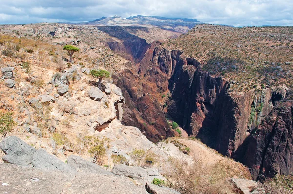 Socotra, Yemen, Oriente Medio: el bosque de árboles de sangre de dragón en el cañón de Shibham, área protegida de la meseta de Dixam en el centro de la isla de Socotra, patrimonio de la humanidad de la Unesco desde 2008 — Foto de Stock