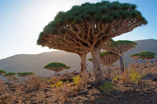 Сокотра, Йемен, Ближний Восток: Лес Крови Дракона в Дирхуре, охраняемая территория плато Диксам в центральной части острова Сокотра, объект мирового наследия ЮНЕСКО с 2008 года за его биоразнообразие — стоковое фото