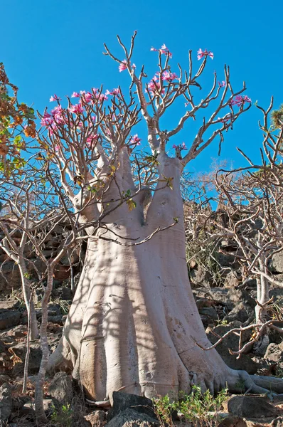 Socotra, Iêmen, Oriente Médio: Árvores de garrafa em flor na floresta de árvores de sangue de dragão de Dirhur, área protegida do Planalto Dixam na ilha de Socotra, Patrimônio Mundial da Unesco desde 2008 por sua biodiversidade — Fotografia de Stock