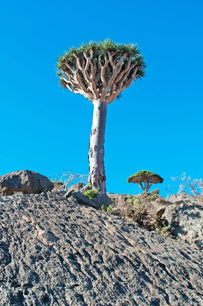 Socotra, Yemen, Oriente Medio: el bosque de árboles de sangre de dragón en Dirhur, el área protegida de la meseta de Dixam en la parte central de la isla de Socotra, patrimonio de la humanidad de la Unesco desde 2008 por su biodiversidad — Foto de Stock