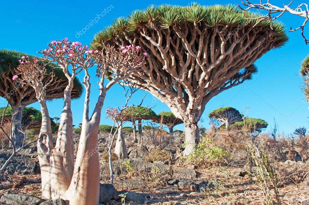 Socotra Yemen Middle Eas Bottle Trees In Bloom In The Dragon Blood Trees Forest Of Dirhur Protected Area Of Dixam Plateau On The Island Of Socotra Unesco World Heritage Site Since 08