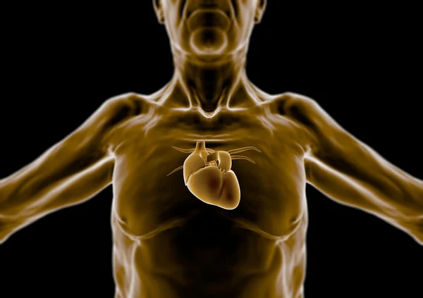 3D людське тіло, людина похилого віку, серце — стокове фото