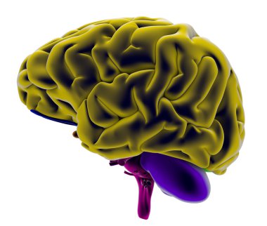 3d Brain seen from the left side clipart