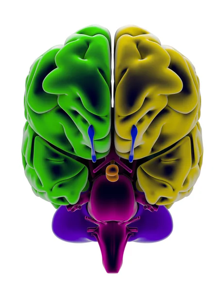 3d Cerveau vu du côté frontal — Photo