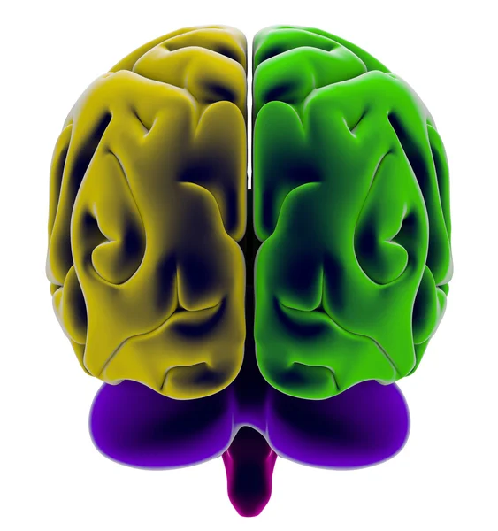 3d Brain seen from the back side — Stock Photo, Image