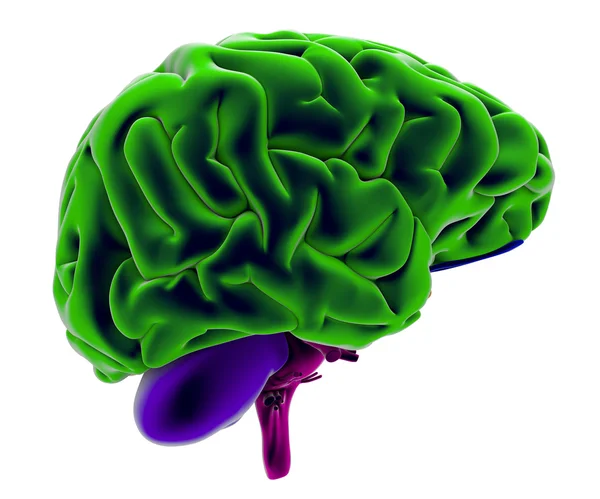 3d Brain seen from the right side — Stock Photo, Image