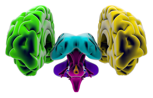 3D Brain seen from the left side
