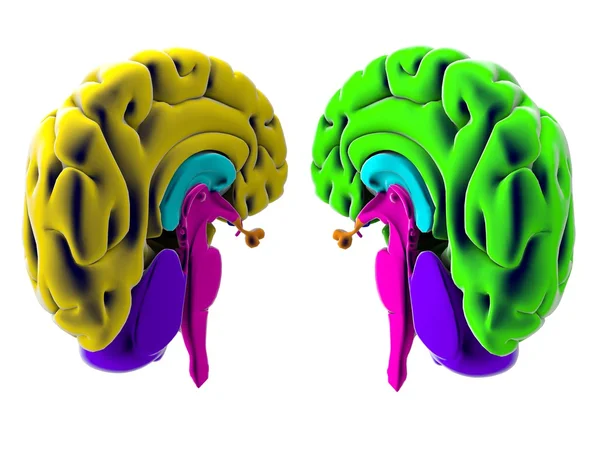 3d cérebro dividido ao meio no fundo branco — Fotografia de Stock