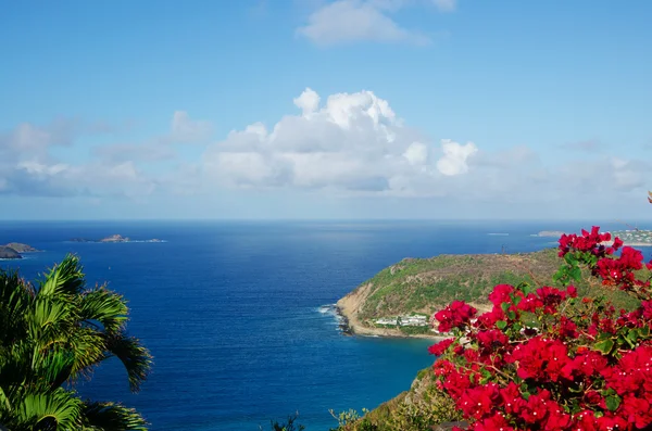 Saint Barthelemy (St Barth, St. Barths or St. Barts): Bougainvillea and panoramic view of the secluded Colombier beach and bay, called Rockefeller Beach because David Rockefeller owned the property around it — Stock Photo, Image