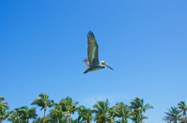 Key West: palmiye ağaçları Higgs Beach, kumlu plaj Key West kıyı şeridi boyunca iki mil uzun şerit üzerinde uçan bir karabatak